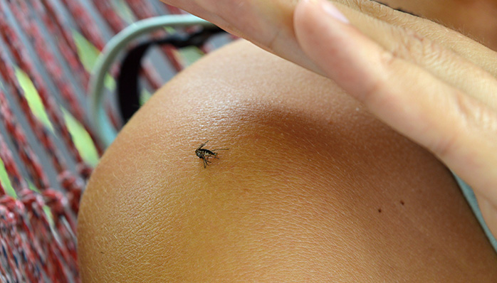 new-mosquito-pic